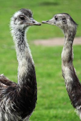 Read A Pair of Ostriches Flightless Bird Journal: 150 Page Lined Notebook/Diary -  | PDF