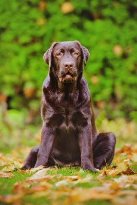 Download Labrador Retriever: Artified Pets Journal/Notebook/Diary, 6 by 9 and 160 Pages -  | ePub