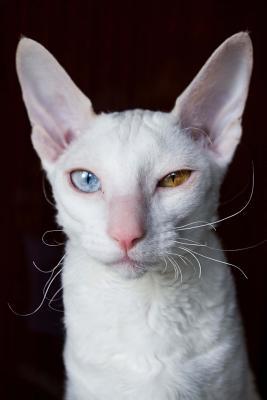Download Cool White Cornish Rex Cat with Different Colored Eyes Journal: 150 Page Lined Notebook/Diary -  | ePub