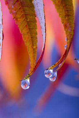 Read Wet Leaves Journal: 150 Page Lined Notebook/Diary -  | PDF