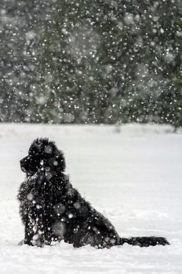 Read Newfoundland: Artified Pets Journal/Notebook/Diary, 6 by 9 and 160 Pages -  | ePub