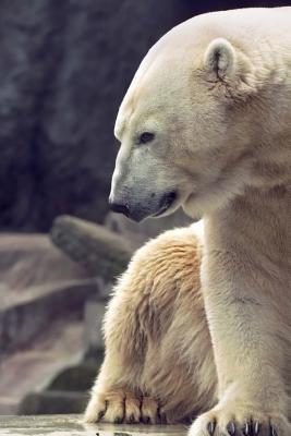 Read Cool Polar Bear (Ursus Maritimus) Portrait Journal: 150 Page Lined Notebook/Diary -  file in PDF