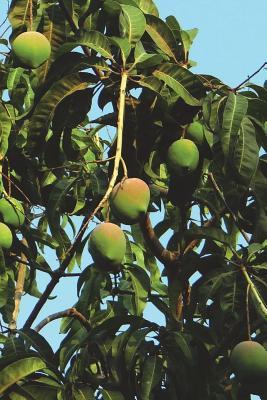 Read Online The Mango Tree Journal: 150 Page Lined Notebook/Diary -  file in ePub