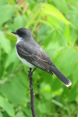 Read Online Eastern Kingbird (Tyrannus Tyrannus) Bird Journal: 150 Page Lined Notebook/Diary -  | PDF