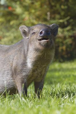 Read Say Hello to the Wild Boar Journal: 150 Page Lined Notebook/Diary -  | ePub